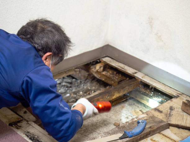 Best Mold Remediation  in Blackhawk, CA