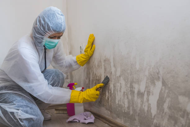 Best Mold Damage Repair  in Blackhawk, CA
