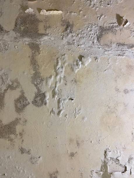 Best Same-Day Mold Removal  in Blackhawk, CA