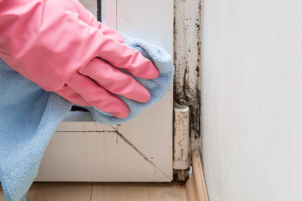 Mold Removal and Inspection in Blackhawk, CA