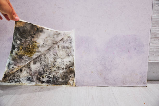 Professional Mold Removal in Blackhawk, CA